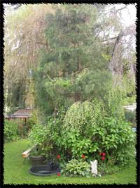 Yard_DSCN0267